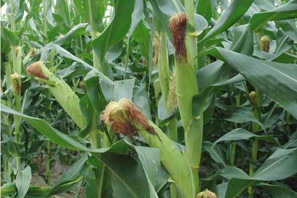 邦农151玉米品种的特性，适宜播期4月下旬至5月上旬