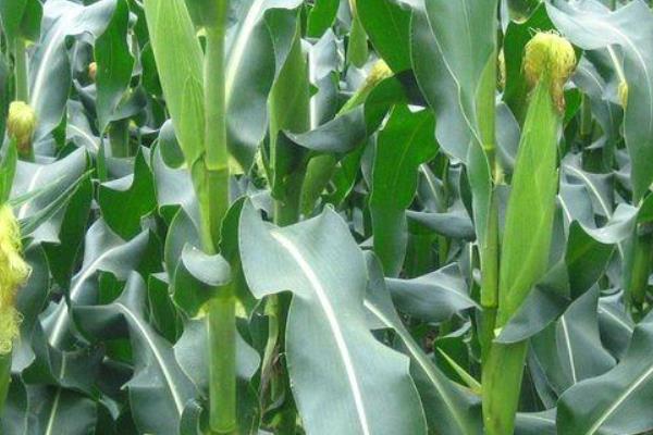 DK205玉米品种简介，适宜播期4月下旬至5月上旬