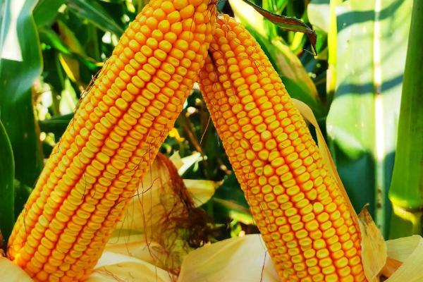 熙玉505玉米种子特点，适宜播期4月下旬至5月上旬