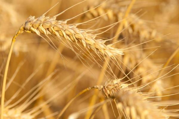 晋太1515小麦品种的特性，生育期256天