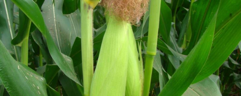 润丰99玉米种子特征特性，适宜播期4月下旬至5月上旬