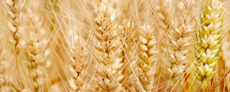 晋麦107号小麦种简介，适宜播期9月下旬至10月上旬
