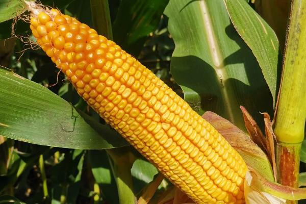 玉米新品种吨粮99图片