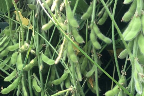 晋遗53号大豆品种的特性，南部夏播区生育期104天