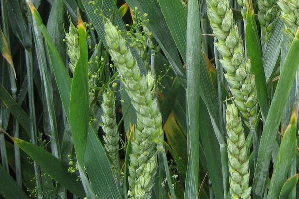 沃麦106小麦种子特点，生育期253天