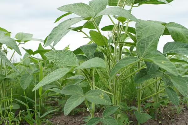 晋遗53号大豆品种的特性，南部夏播区生育期104天