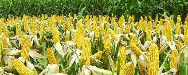 泰和1号（金穗338）玉米品种的特性，栽培密度为5000株/亩