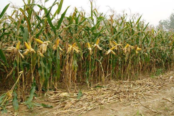 宏登7号玉米品种简介，播种时采用等行距60厘米