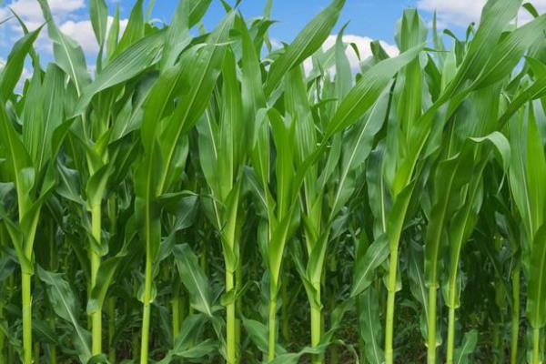 冀农901玉米品种简介，播种时采用等行距60厘米