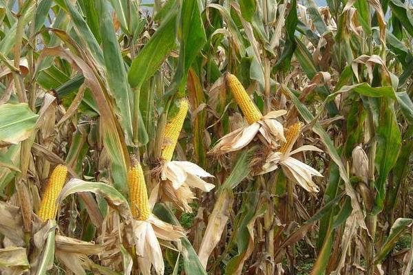 冀农901玉米品种简介，播种时采用等行距60厘米