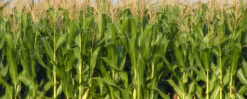 天宁518玉米品种的特性，大喇叭口期注意防治玉米螟
