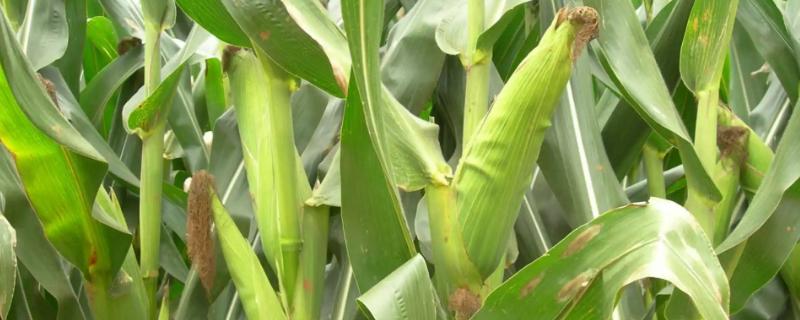 奔诚17玉米种子介绍，注意防治病虫害