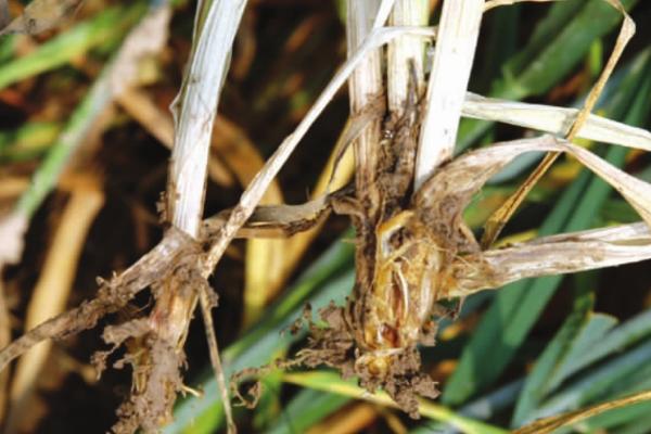 怎么防治小麦全蚀病，与棉花、烟草进行轮作可明显降低发病率
