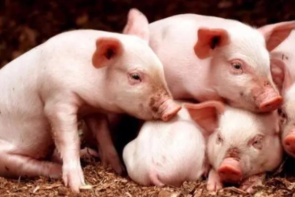 猪发烧如何治疗，可用野菊花、薄荷叶、苏叶煎水灌服