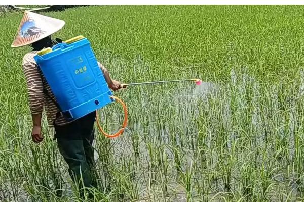 异丙草胺苗后能用吗，通常不可在作物出苗后进行使用