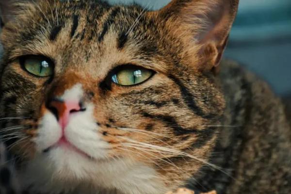 猫流清水鼻涕的原因，可能是气味刺激也可能是感冒了