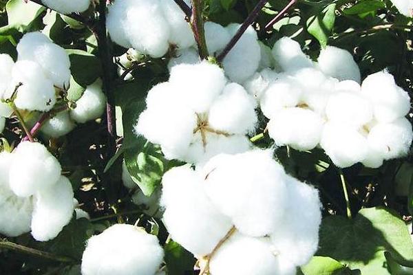 如何防治棉花僵苗，需适时播种和适量施肥等
