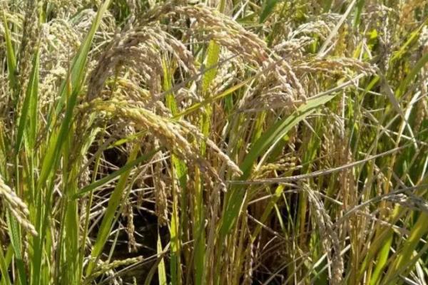 水稻早衰的原因，可能是栽植密度过大或土壤缺乏某种元素等均会导致