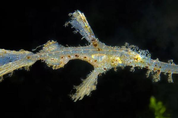 大吻海蠋鱼好不好养，饲养难度较大