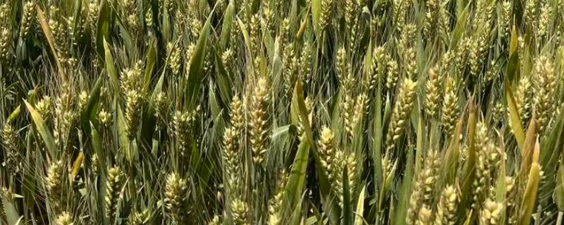 小麦红蜘蛛的防治方法，可农业防治也可化学防治