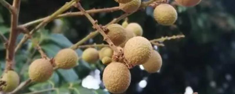 四川泸州市的特色水果，有张坝桂圆、特兴桂圆、九狮香柚等