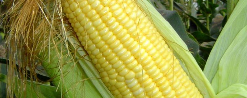 锋玉791玉米品种简介，最适宜播种期为春播