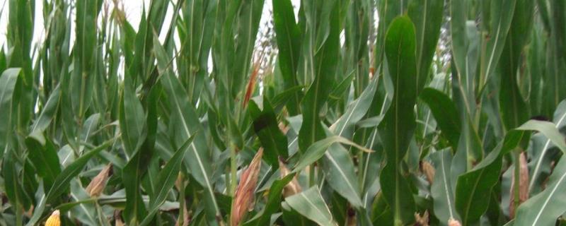 良禾6号玉米品种的特性，两年区试平均生育期125天