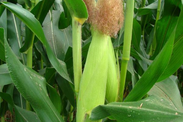 良禾66玉米品种简介，能充分发挥该品种的丰产潜力