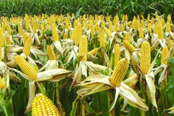 均隆807玉米种子特点，中等肥力以上的地块种植