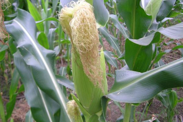 雅禾9号玉米品种的特性，两年区试平均生育期131天