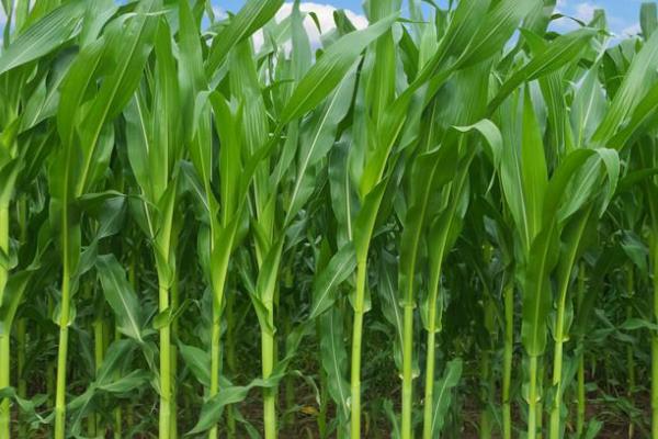 曲辰516玉米种子介绍，每亩追施尿素10-15千克