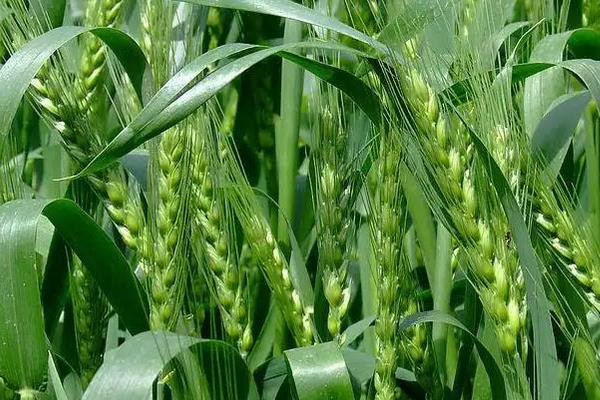 云麦112小麦品种的特性，每亩播10千克左右