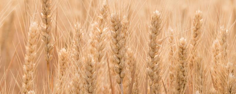 云麦112小麦品种的特性，每亩播10千克左右