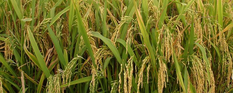 广8优7185水稻品种简介，全生育期154.75天