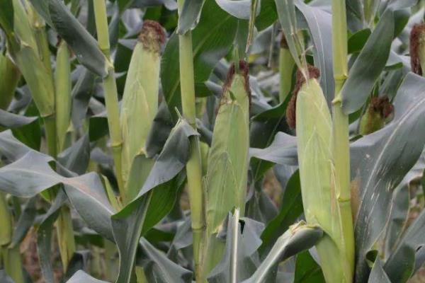 榆单866玉米种子特点，注意防治病虫害