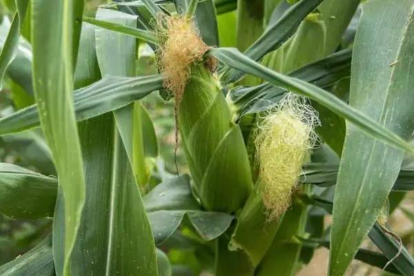 凌糯101玉米品种的特性，春播期4月下旬-5月上旬