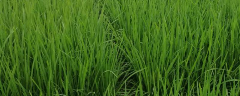 腾籼1号水稻品种简介，生育期168.13天