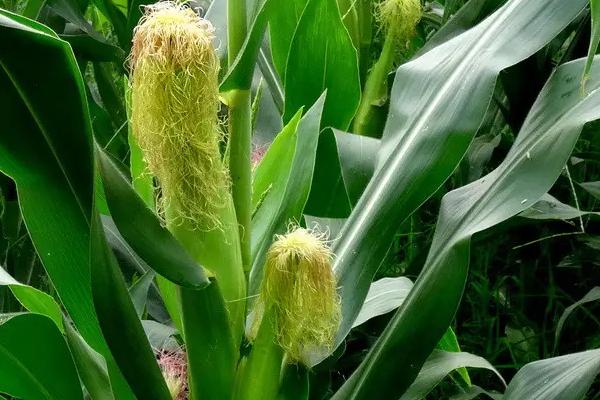 盛玉618玉米种子特点，适宜播种期4月下旬至5月上旬
