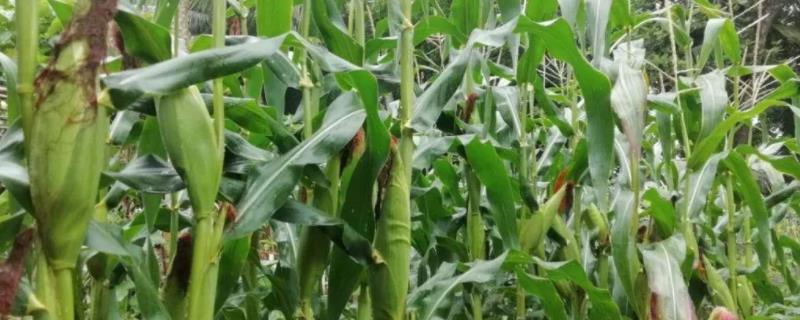 高农206玉米品种的特性，中抗纹枯病