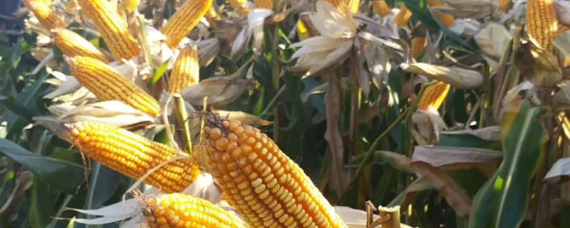 博赟88玉米品种的特性，注意及时防治病虫