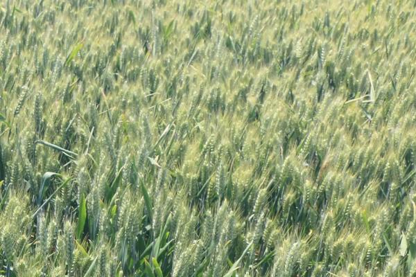 大地532小麦种子特点，注意防治病虫害