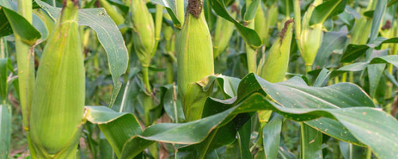 龙星1号玉米种子特点，注意防治病虫害