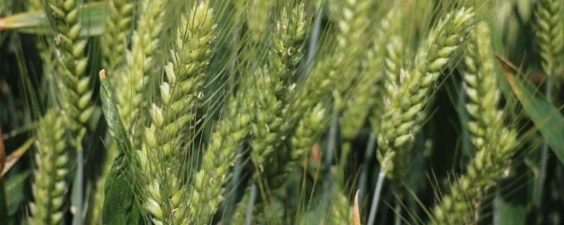 渭麦10号小麦种子介绍，注意防治病虫害