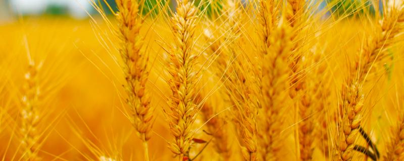 秦鑫368小麦品种简介，适宜播期10月上中旬