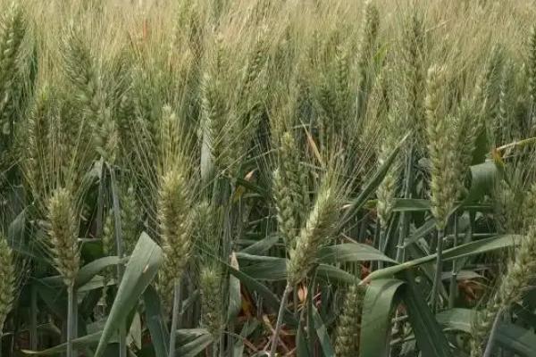 秦鑫368小麦品种简介，适宜播期10月上中旬