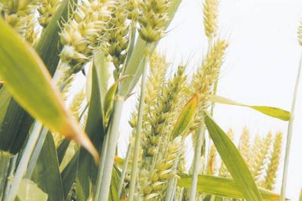 华麦027小麦品种简介，适宜播期10月上中旬