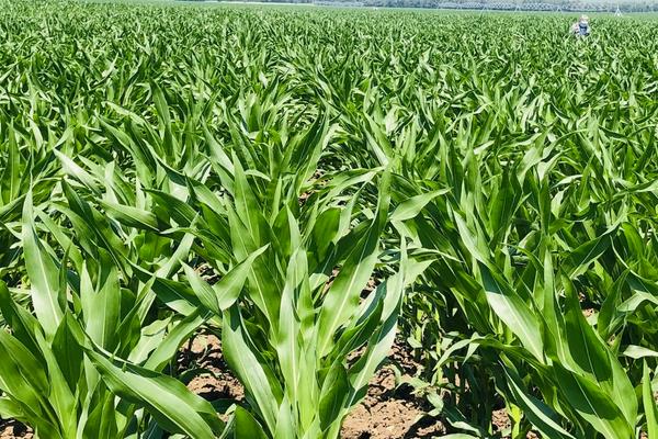 原玉2858玉米品种的特性，基肥应每亩施15千克