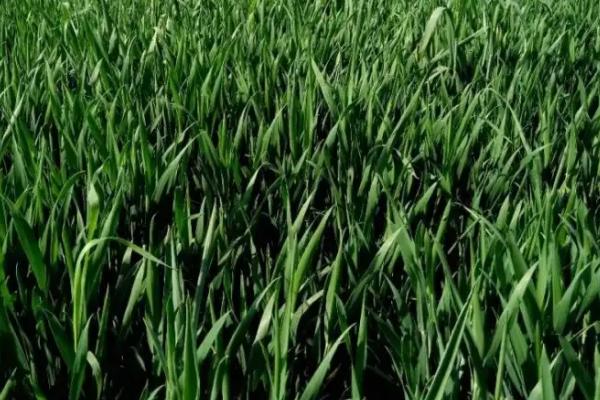 西农627小麦品种的特性，注意防治病虫害