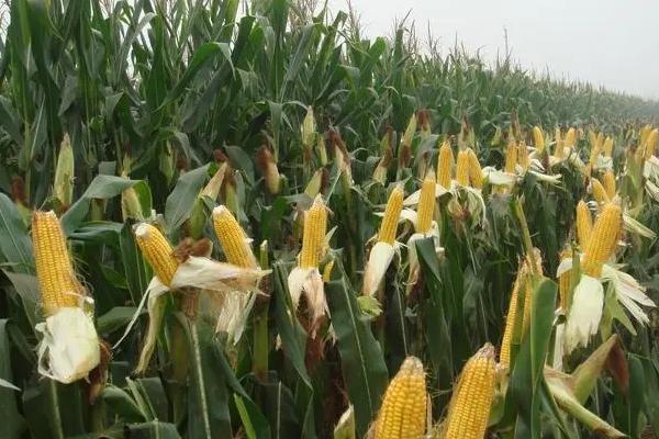 华泰甜329玉米种子特征特性，基肥应每亩施50千克复合肥