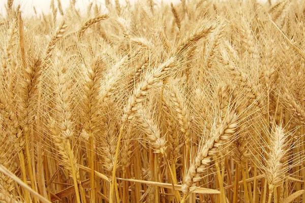 西农627小麦品种的特性，注意防治病虫害